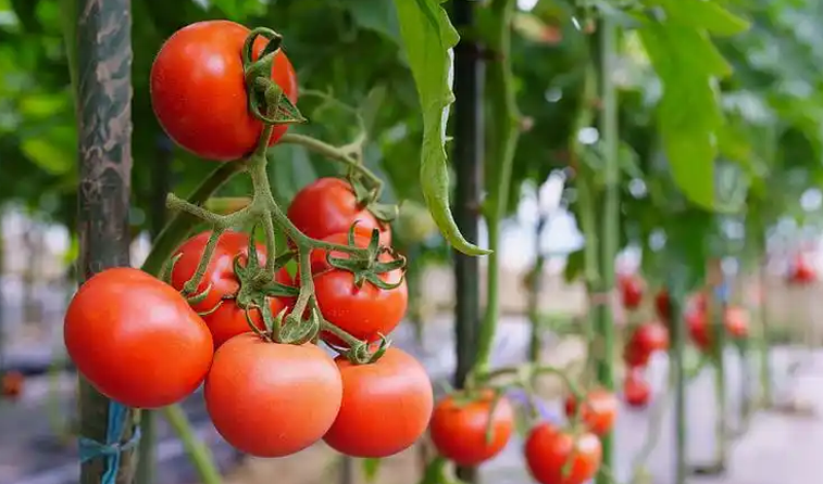 Smart Greenhouse Control System