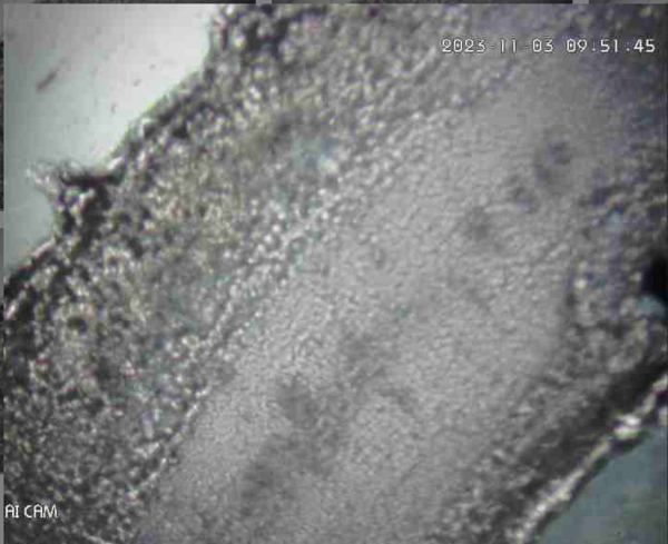 Captured Spore Sample 2