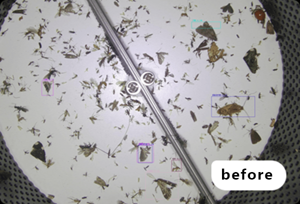 Captured Pest Samples 1